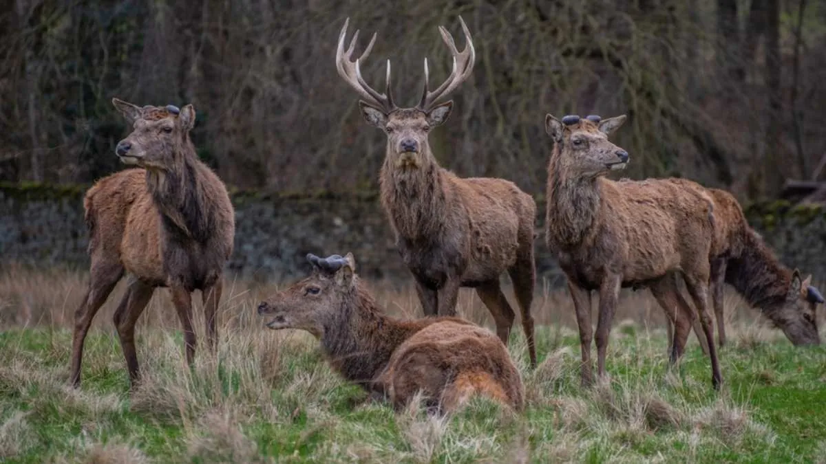 So now you know where the Sixth Swamp Deer is hidden in this optical illusion, and you've had fun solving it. By practicing these types of puzzles, your IQ will rise, as will your observation and problem-solving abilities.